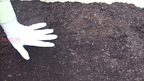 种植菠菜方法 怎么种植菠菜(图10)