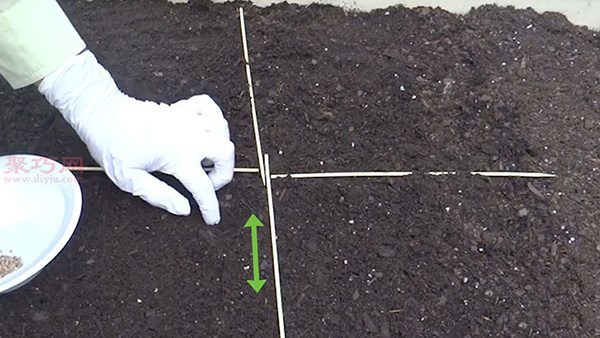 种植菠菜方法 怎么种植菠菜(图9)