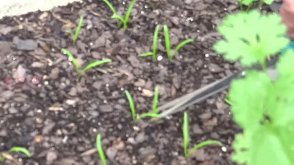 种植菠菜方法 怎么种植菠菜(图13)