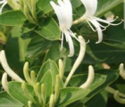 滇西忍冬Lonicera buchananii Lace(图1)