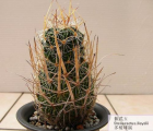 振武玉EchinofosstulocactuS lloydii Britt．et rose(图1)