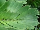 美叶凤尾蕉图片 - 功圣花卉