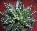 姬乱雪Agave　parriflora(图1)