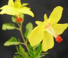 云实Caesalpinia decapetala (Roth) Alston(图1)