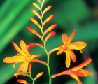 火星花Crocosmia crocosmiflora N. E. Br.(图1)