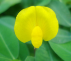 蔓花生Arachis duranensis(图1)