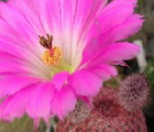 赤太阳Echinocereus rigidissimus subsp. rubi - 功圣花卉