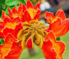 火焰木Spathodea campanulata Beauv. - 功圣花卉