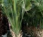 龙鳞榈Sabal palmetto(图1)