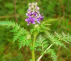 还亮草Delphinium anthriscifolium Hance - 功圣花卉