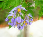 藤茄Solanum seaforthianum Ander - 功圣花卉