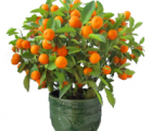 四季桔图片 - 功圣花卉
