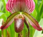 紫纹兜兰Paphiopedilum purpuratum - 功圣花卉