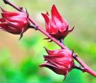 玫瑰茄Hibiscus sabdariffa Linn. - 功圣花卉
