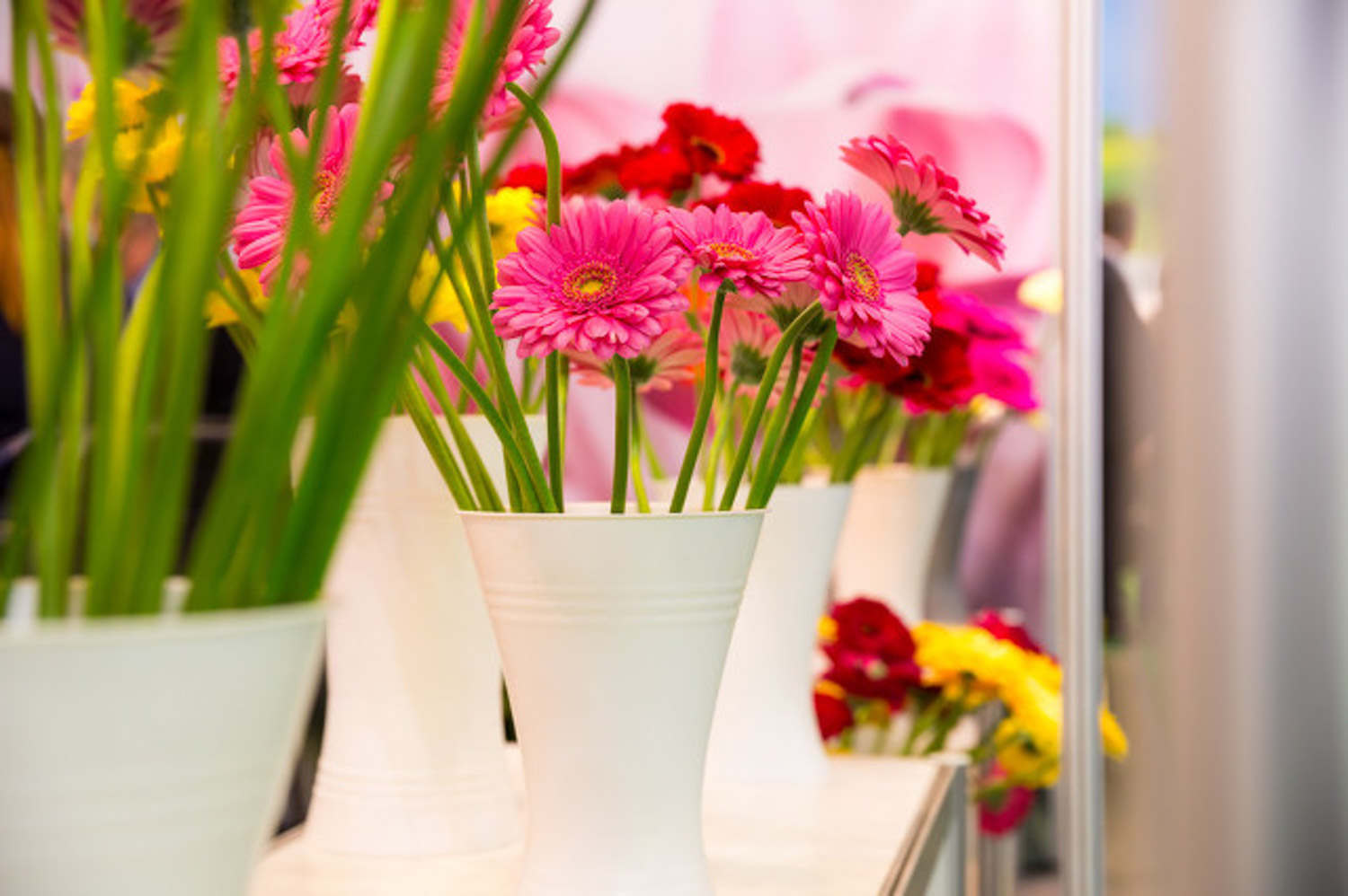 非洲菊图片 - 功圣花卉