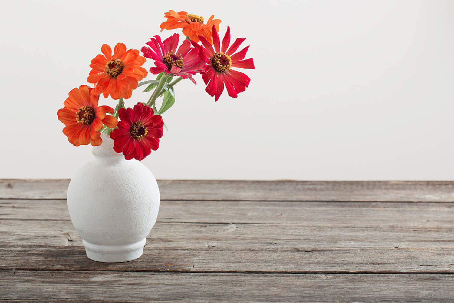 非洲菊图片(图3)