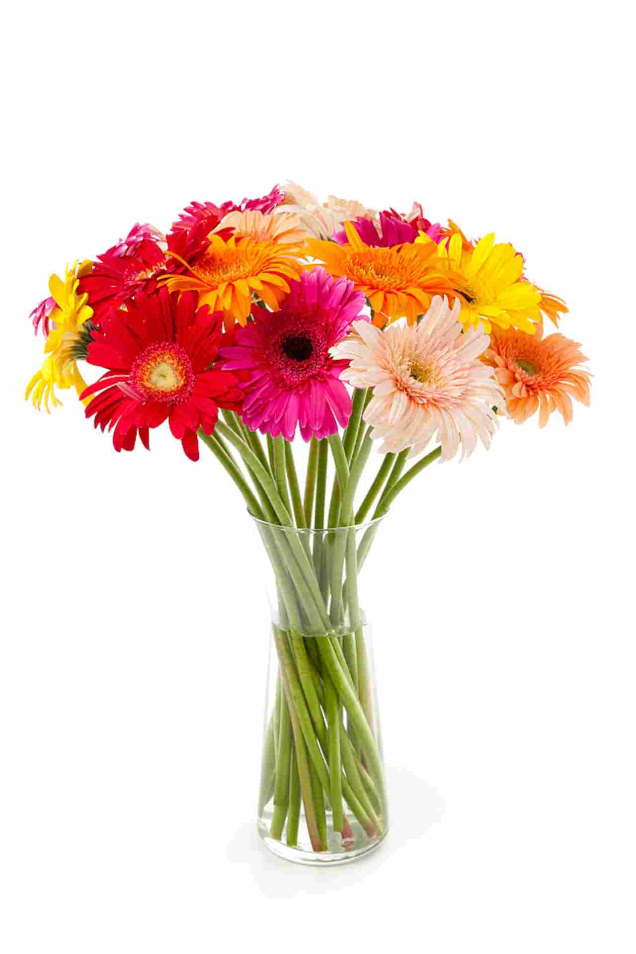 非洲菊图片(图5)