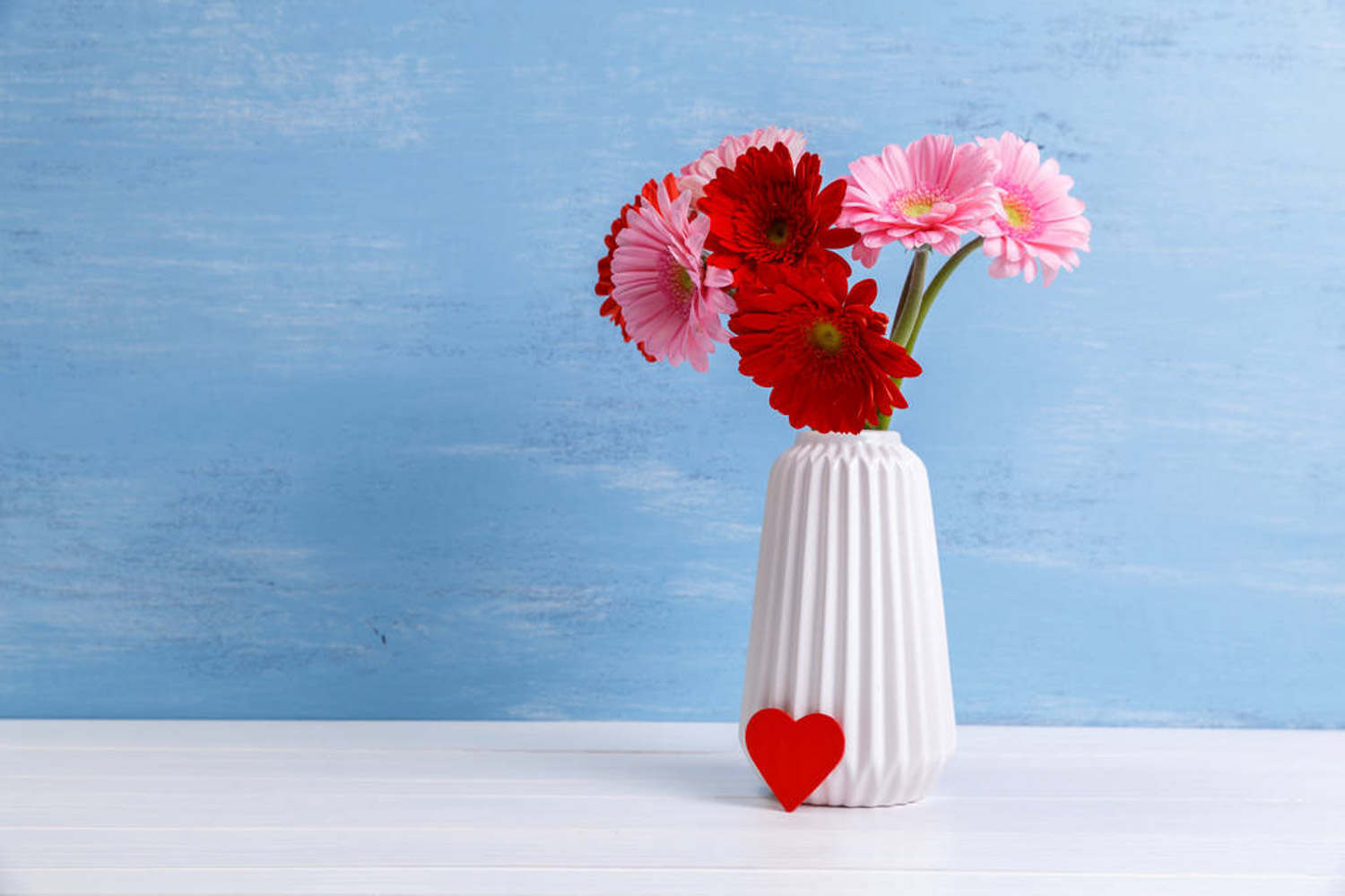 非洲菊图片(图6)