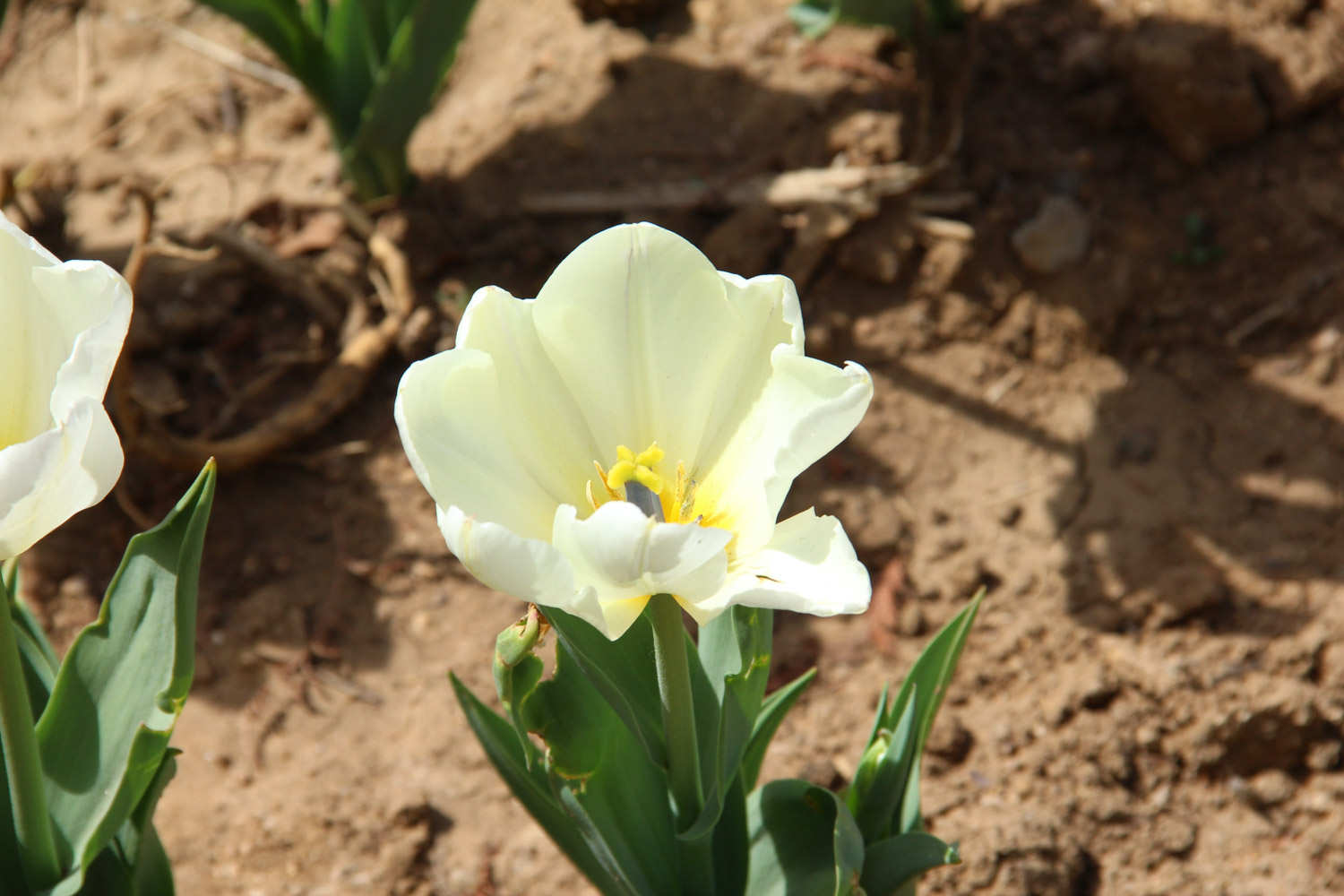 含苞的紫色郁金香(图5)