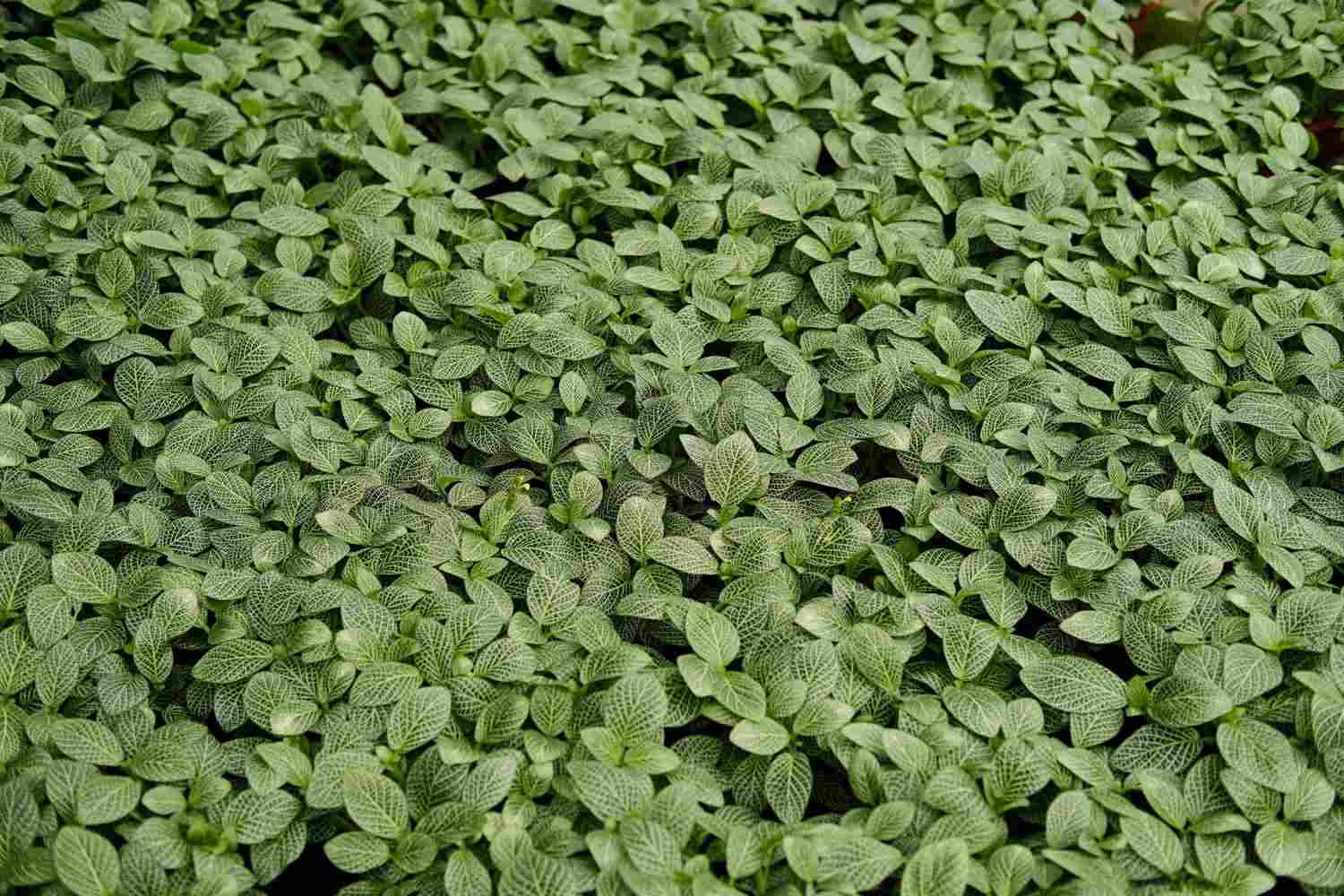 网住你的心——网纹草 - 功圣花卉