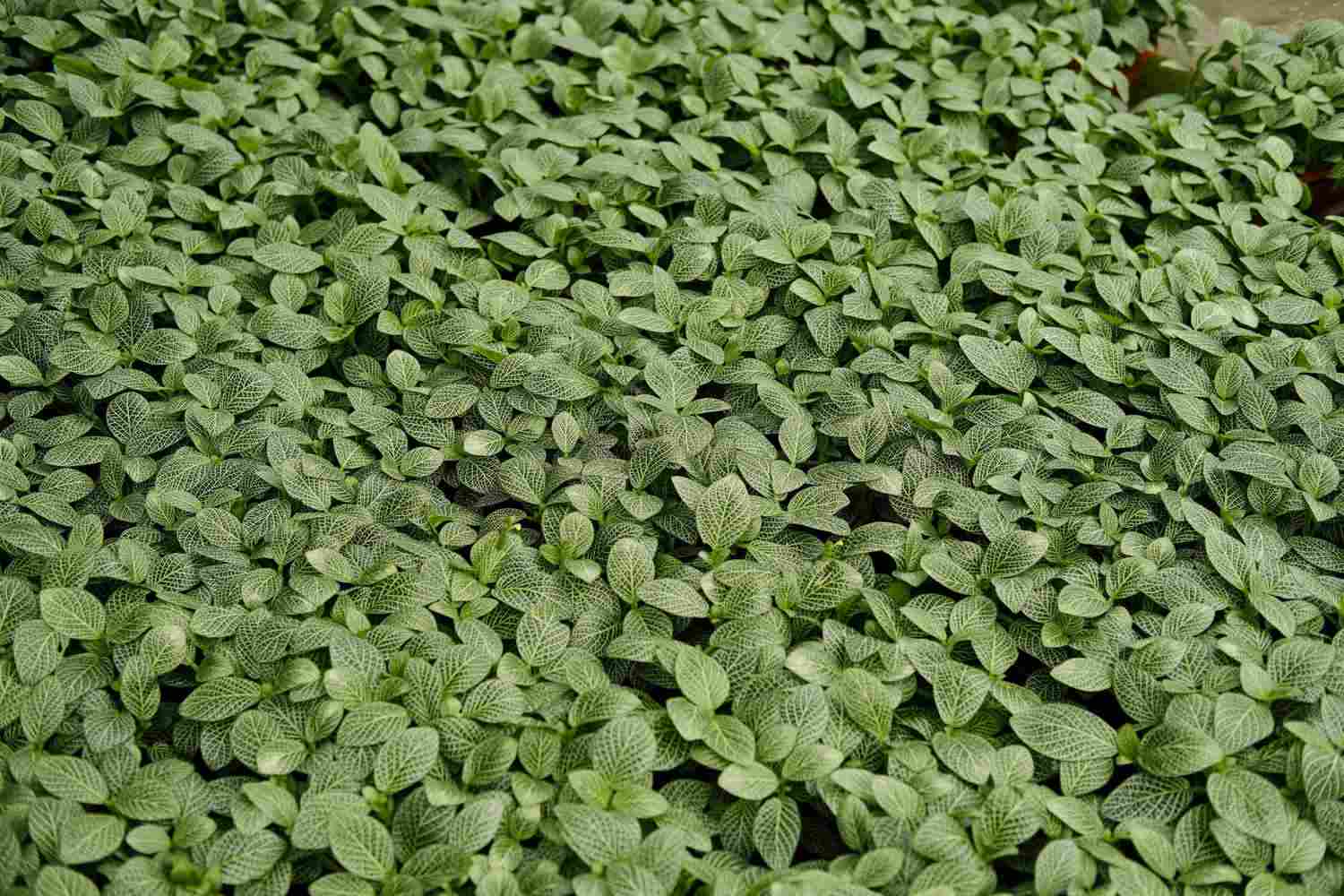 网住你的心——网纹草(图2)