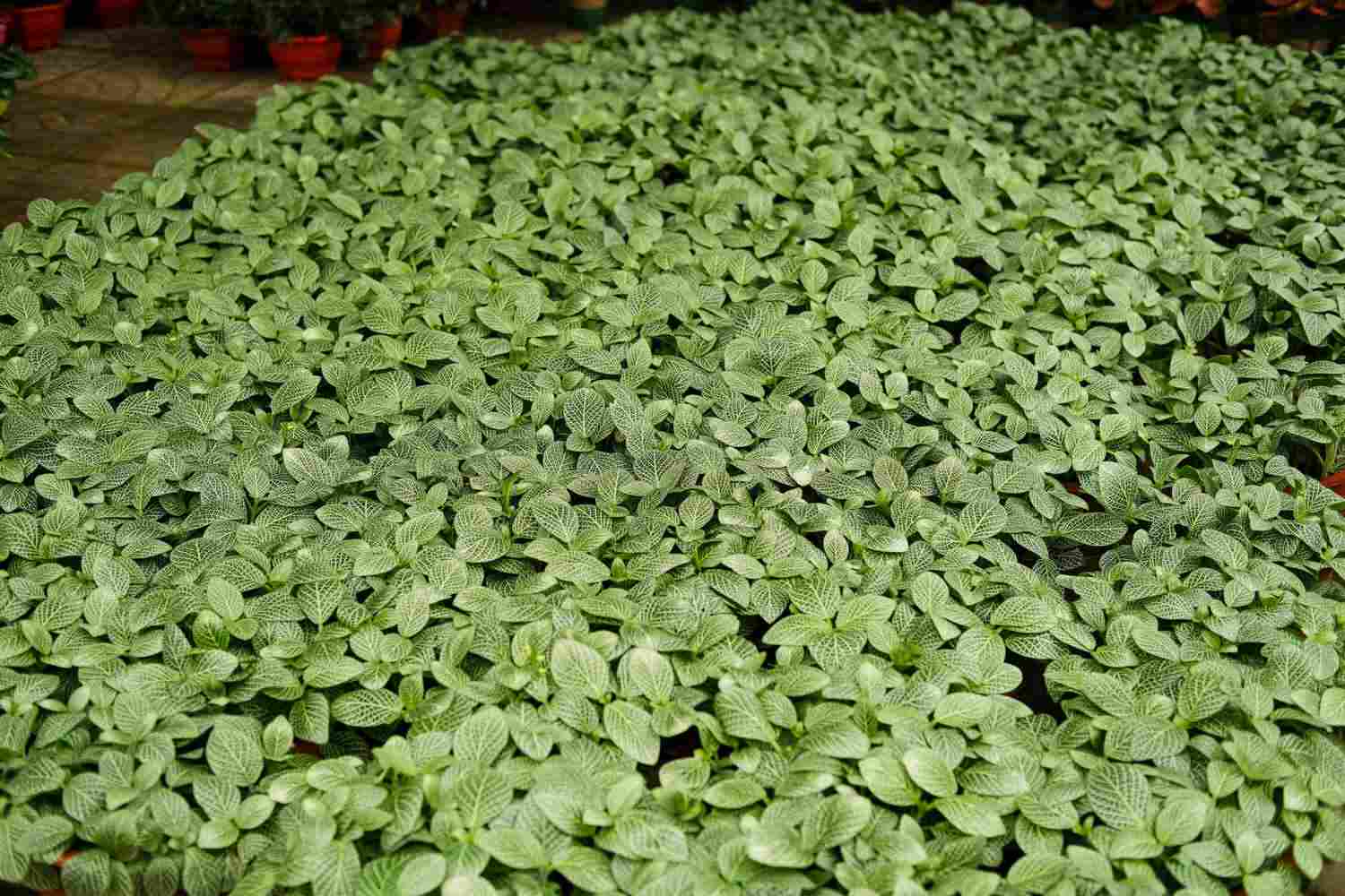 网住你的心——网纹草(图3)