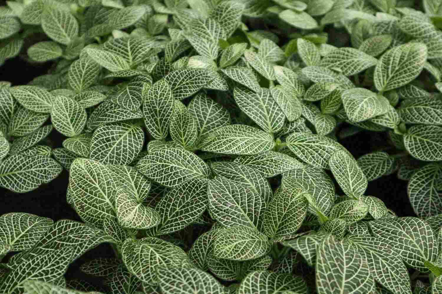 网住你的心——网纹草(图4)