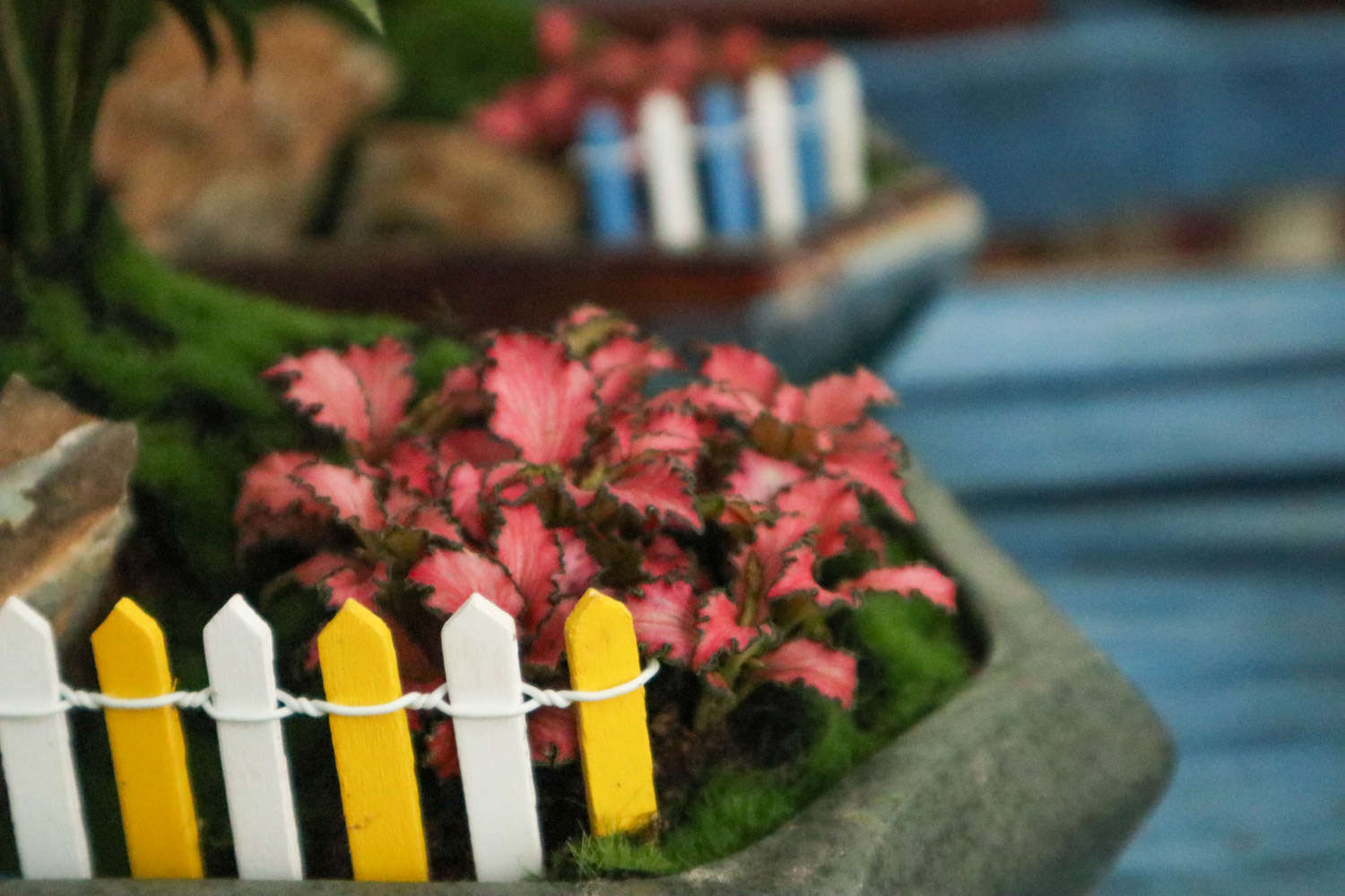 网住你的心——网纹草(图5)