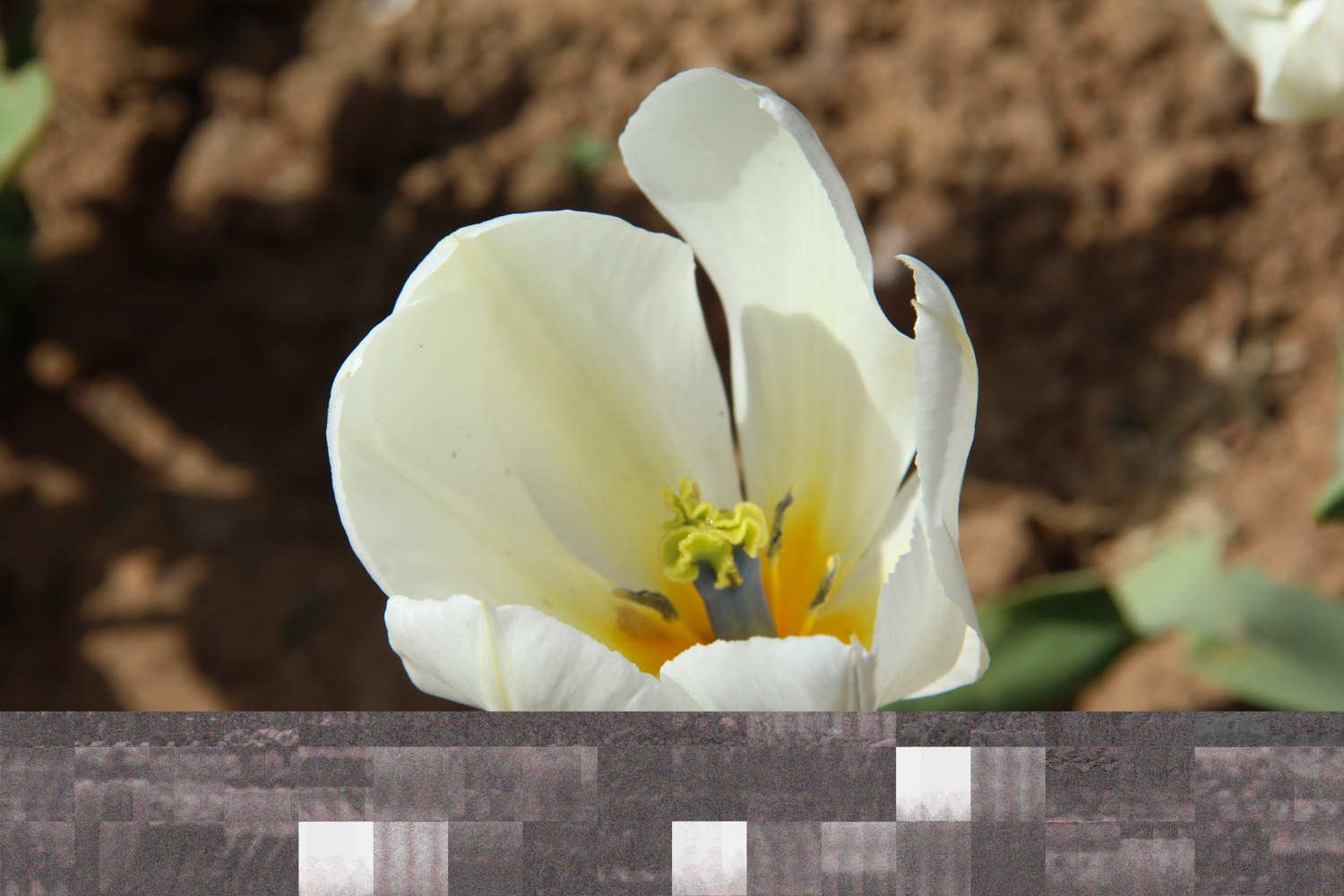 世界花后——郁金香(图2)