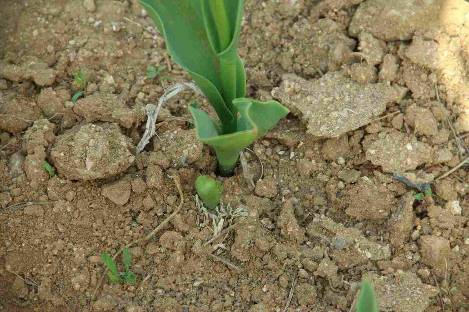 世界花后——郁金香(图5)