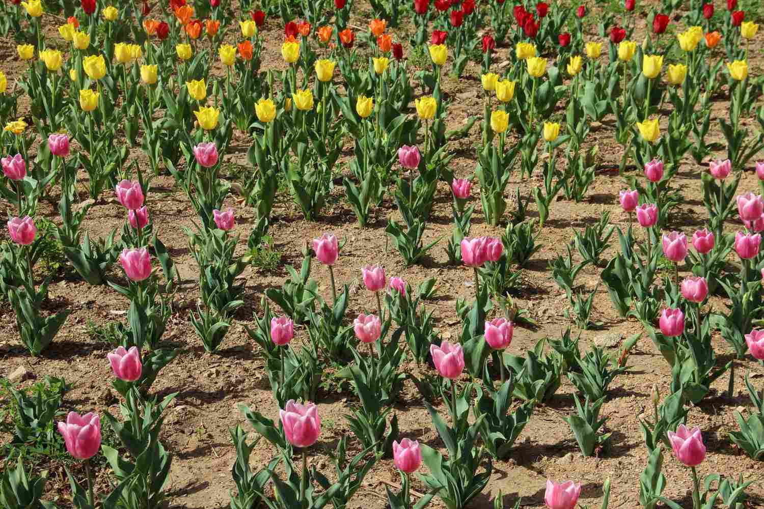 世界花后——郁金香(图6)