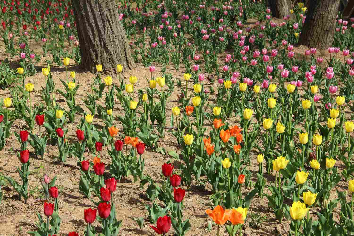 世界花后——郁金香(图8)