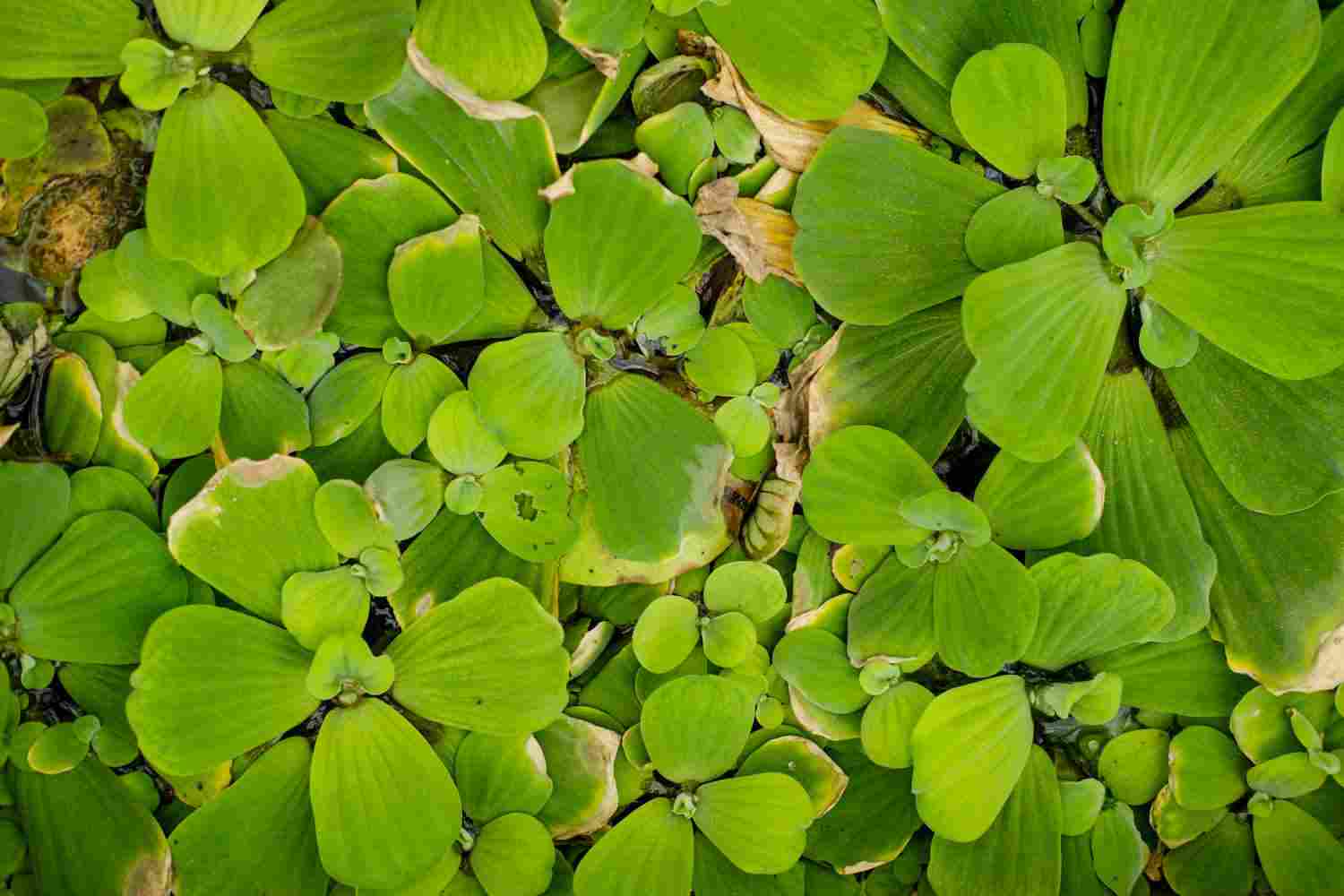 大薸——奇葩的名字 - 功圣花卉