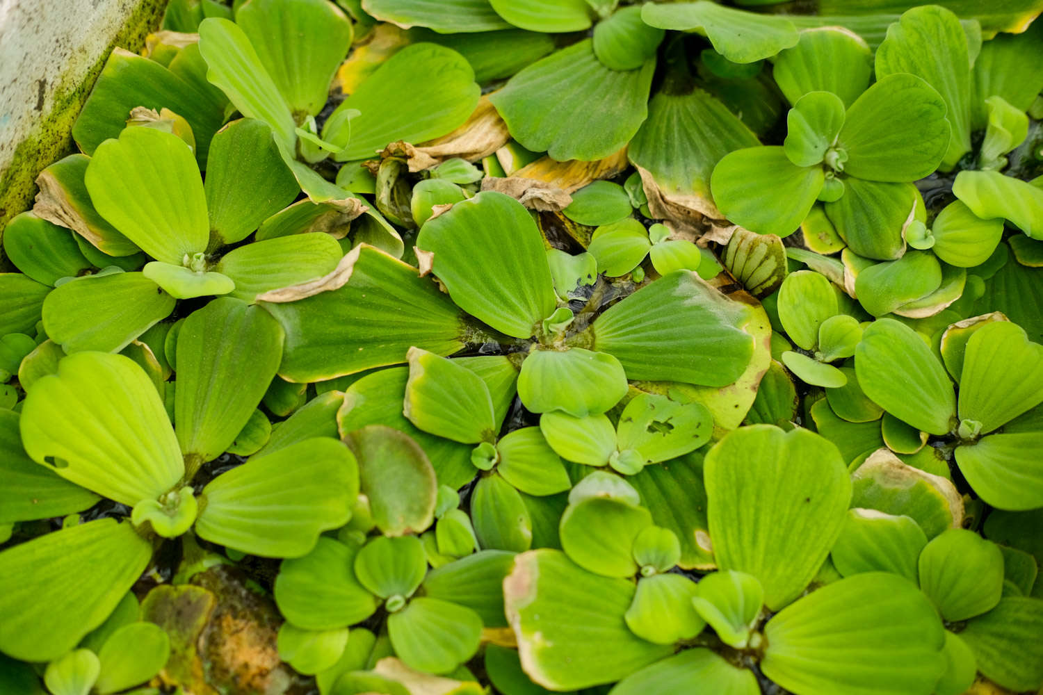 大薸——奇葩的名字(图2)