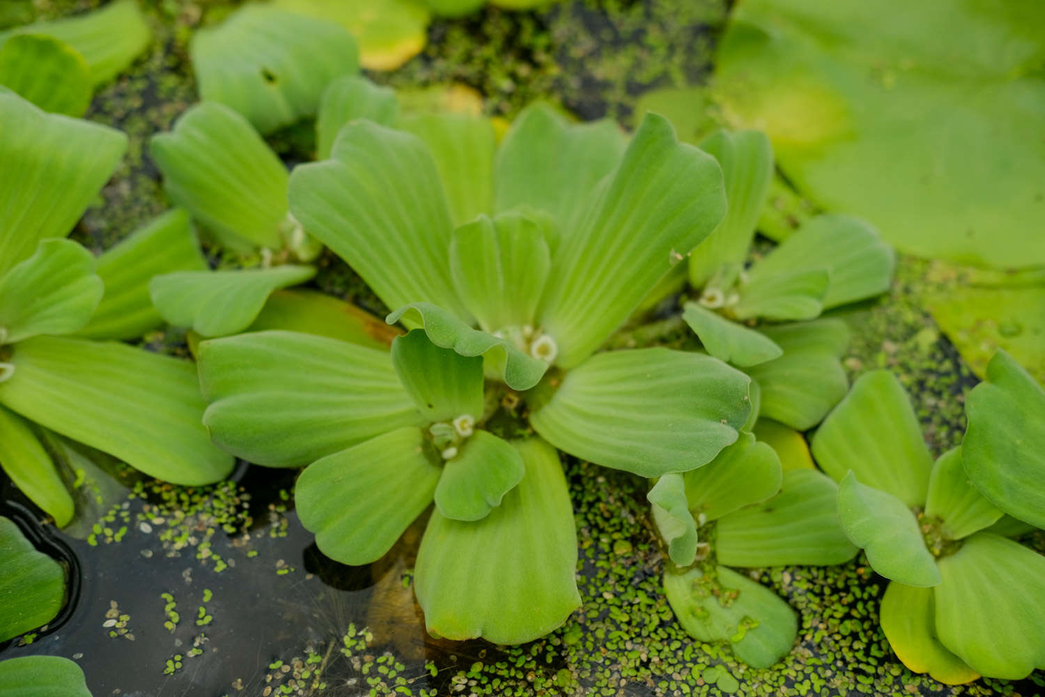 大薸——奇葩的名字(图3)