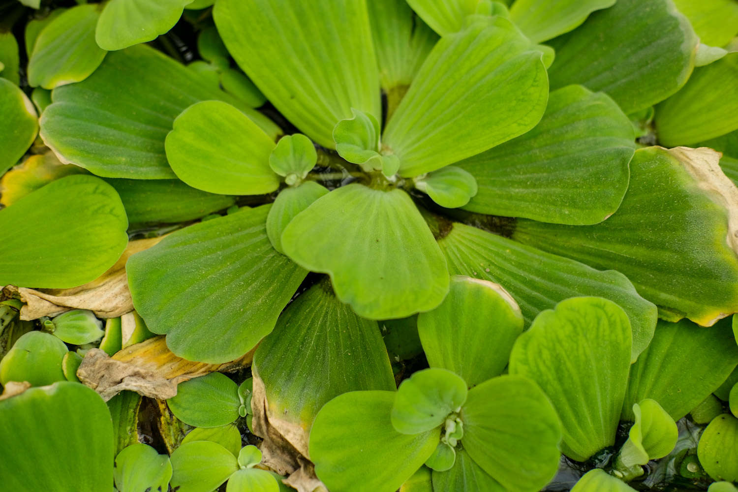 大薸——奇葩的名字(图4)