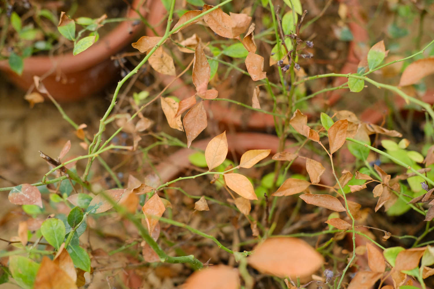 花器和花材完美结合(图2)