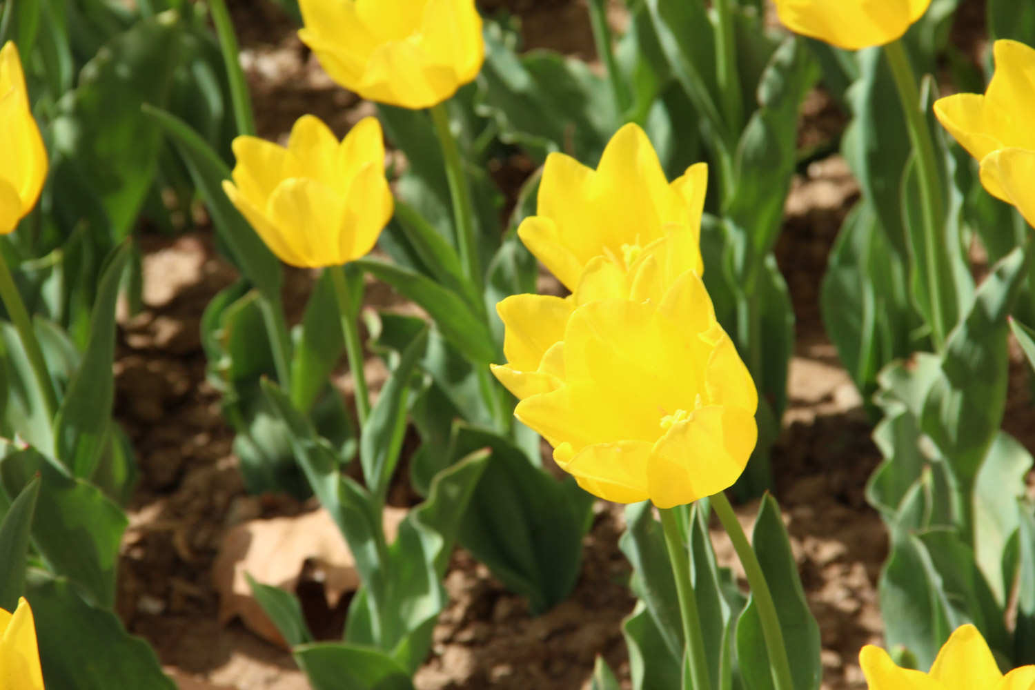 热烈的红色郁金香 - 功圣花卉