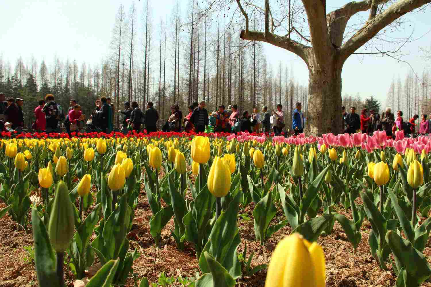 热烈的红色郁金香(图4)