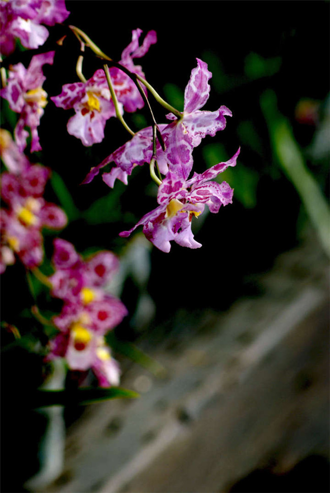 热带兰图片大全 - 功圣花卉