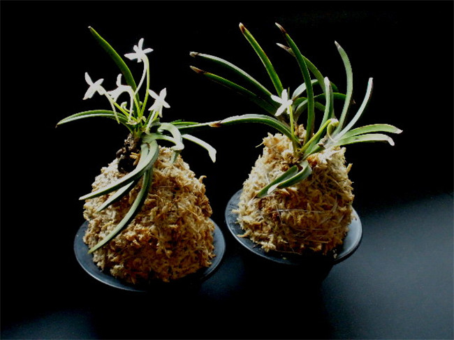 热带兰图片大全(图2)