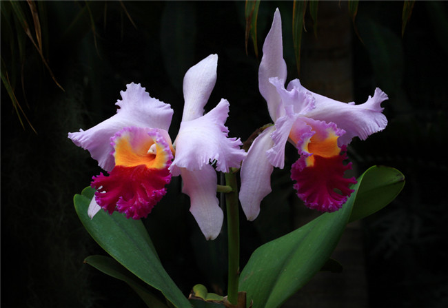 热带兰图片大全(图3)