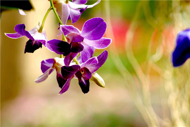 热带兰图片大全(图4)