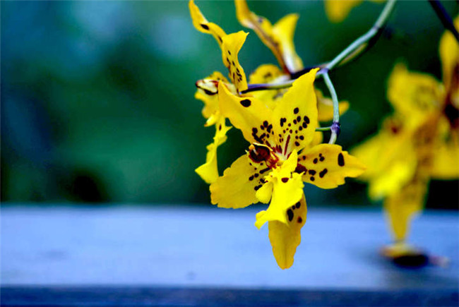 热带兰图片大全(图6)