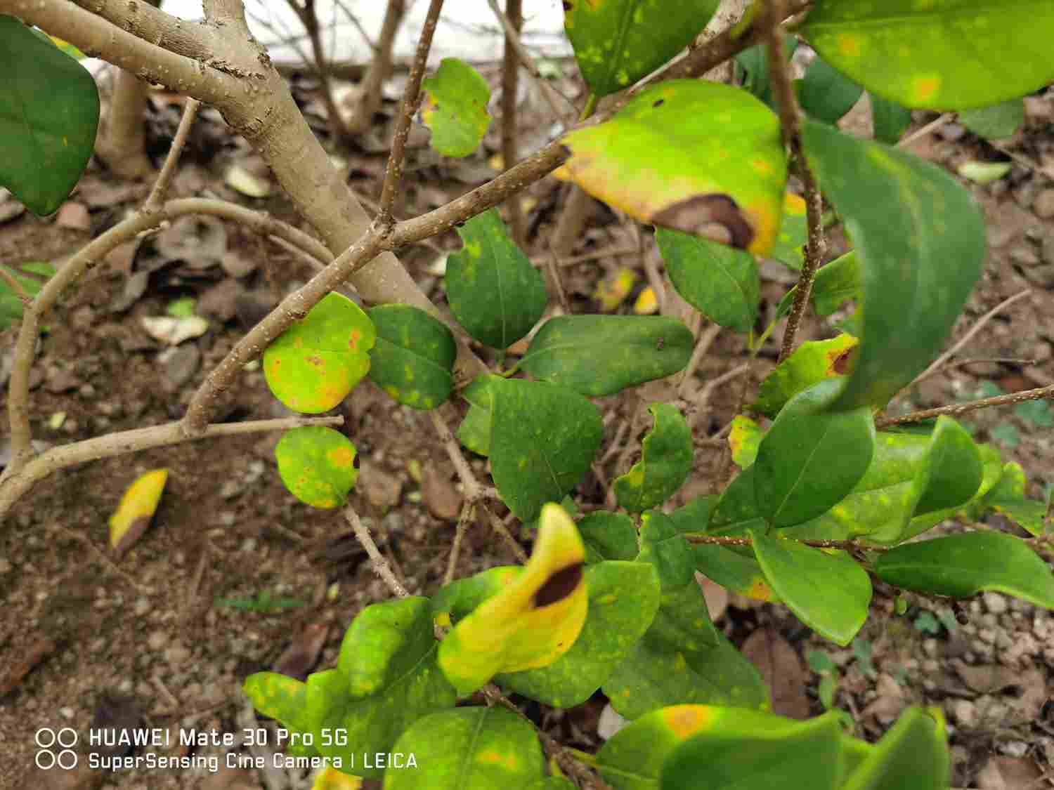 女贞之木，一名冬青——女贞盆景 - 功圣花卉
