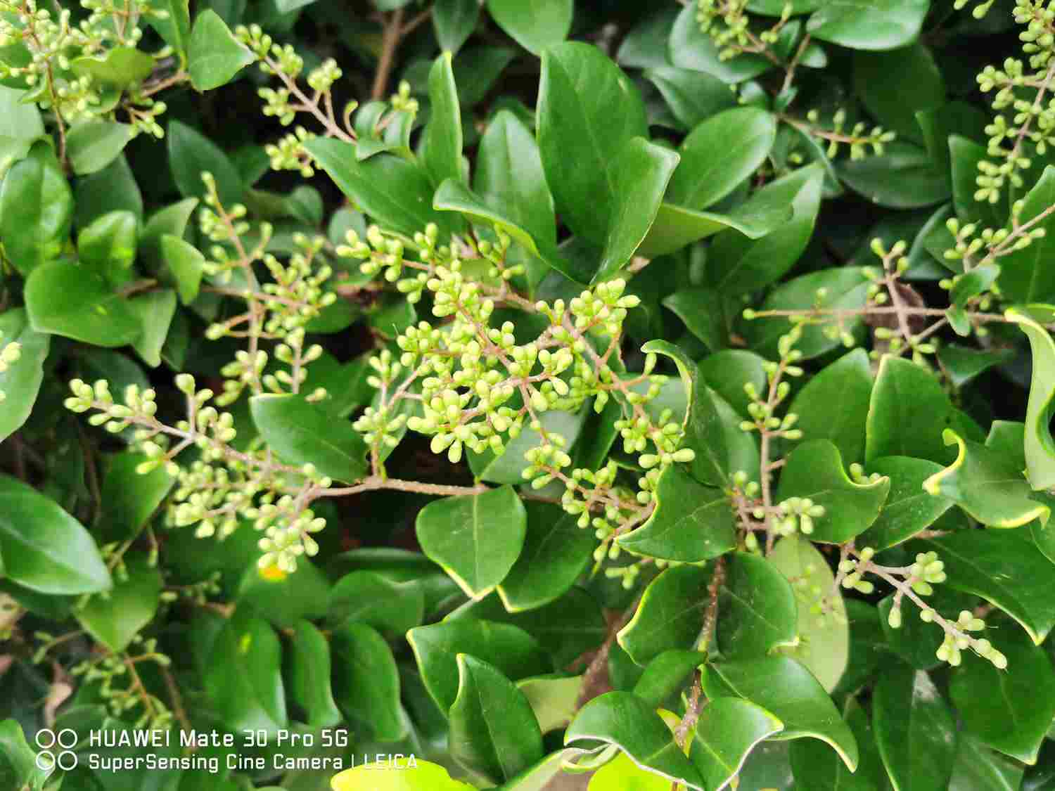 女贞之木，一名冬青——女贞盆景(图2)