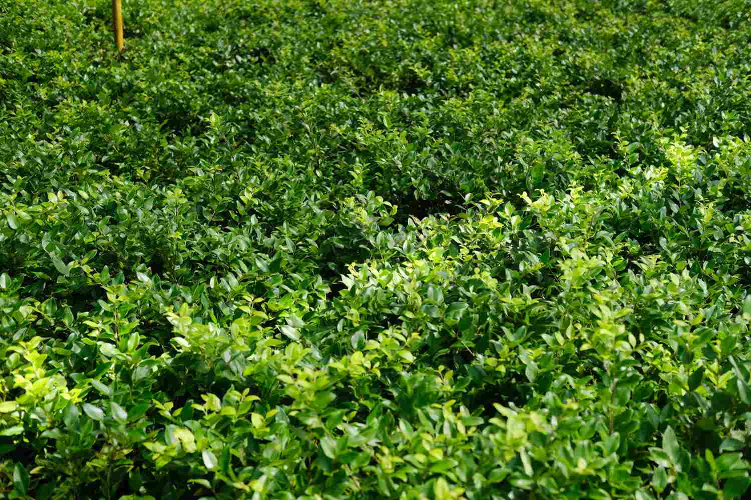 女贞之木，一名冬青——女贞盆景(图3)