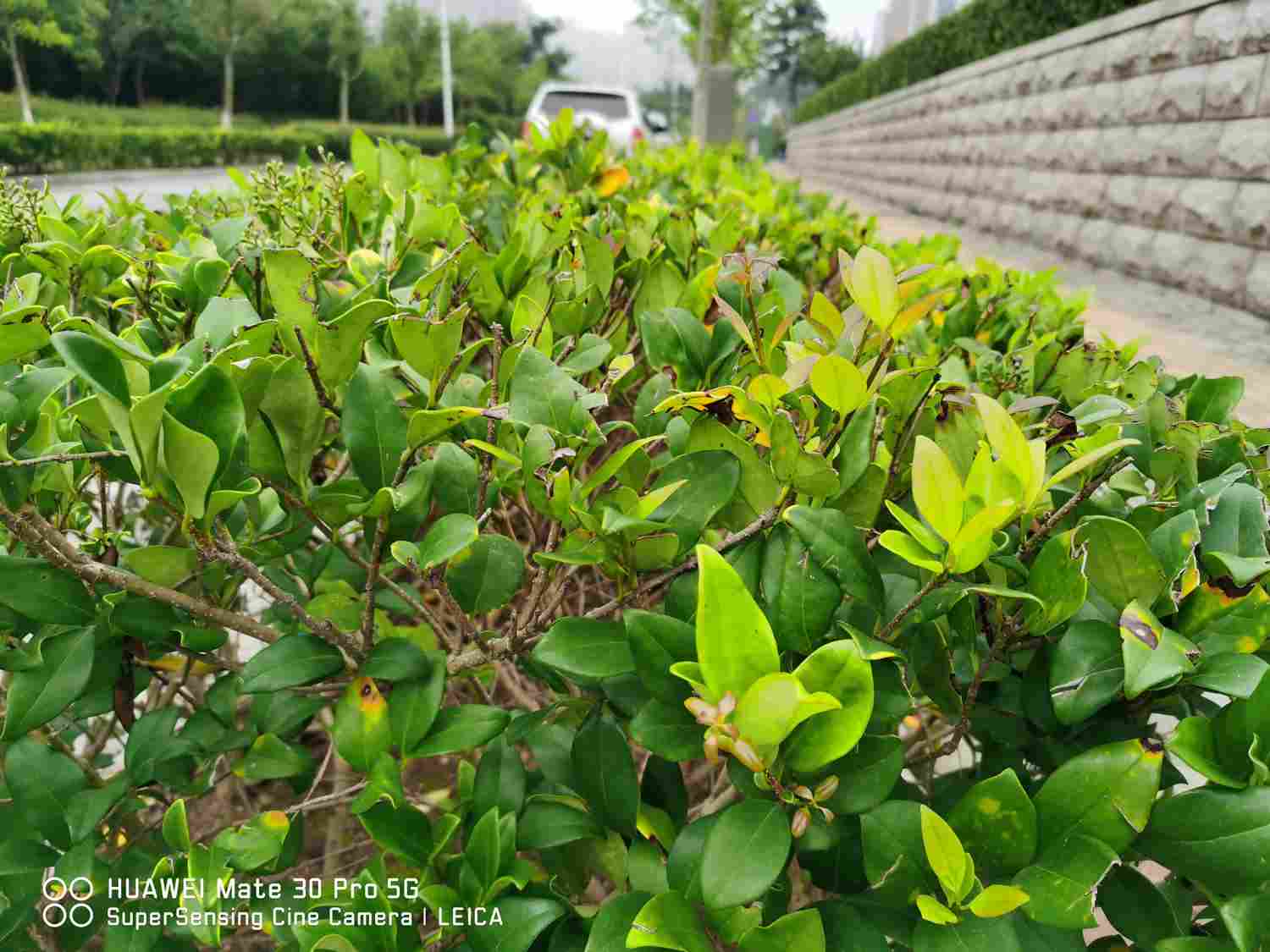 女贞之木，一名冬青——女贞盆景(图4)