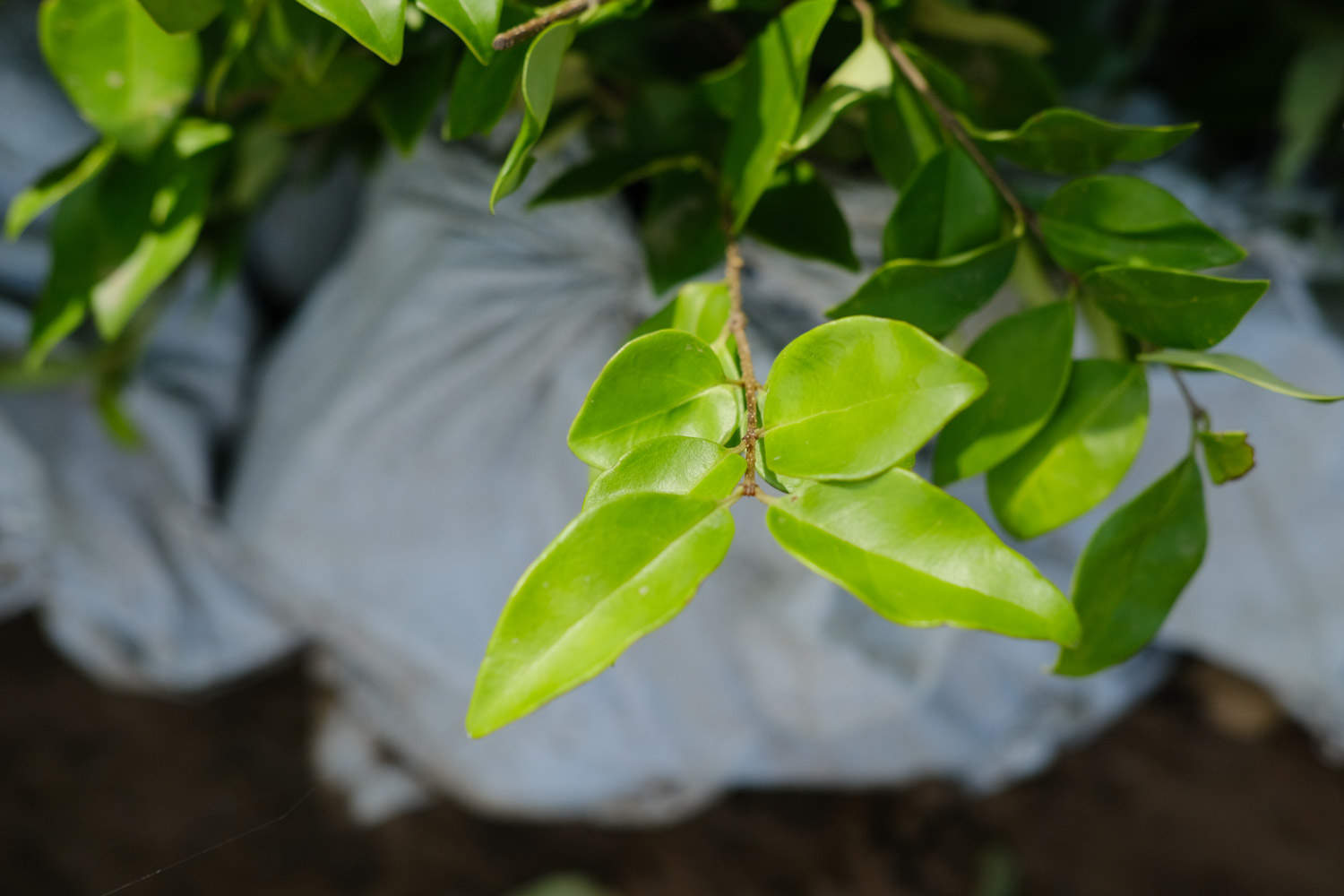 女贞之木，一名冬青——女贞盆景(图5)