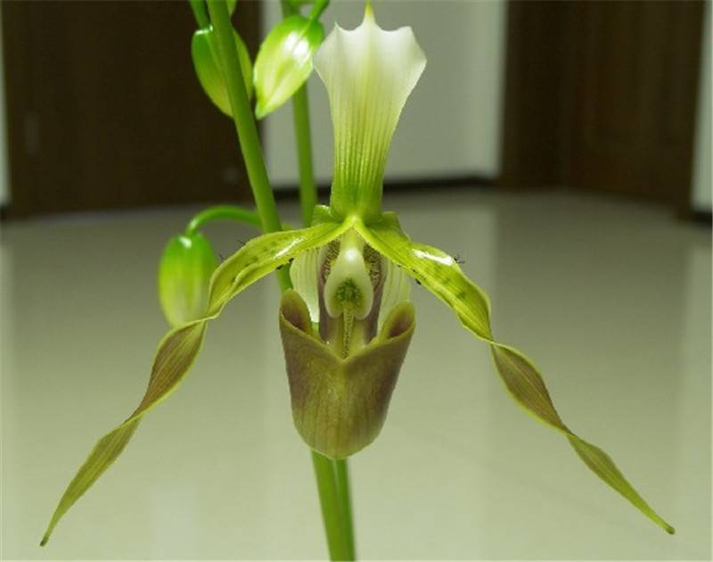 飘扬的彩带——飘带兜兰 - 功圣花卉